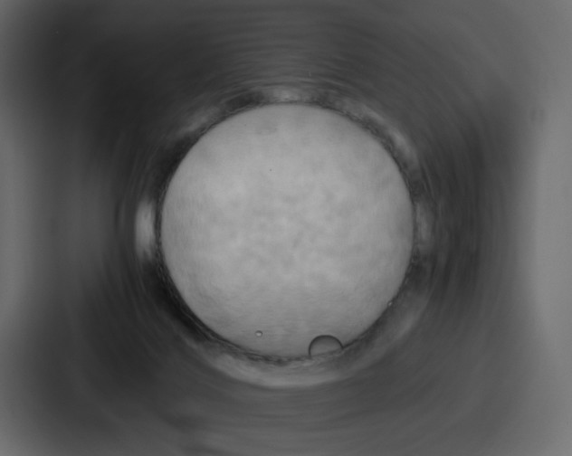 X0000086770028200705111744