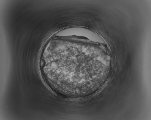 X0000086770049200705111743