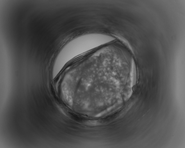 X0000086770061200705111743