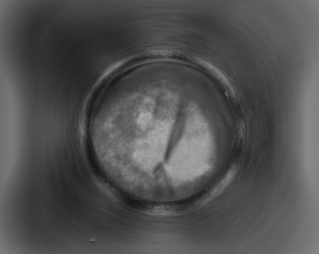 X0000086770064200705111743