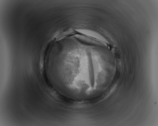 X0000086770072200705111743