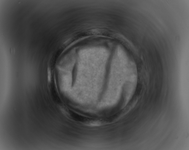 X0000086770075200705111743