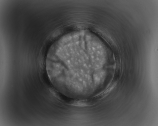 X0000086770078200705111743