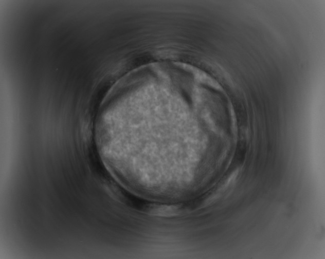X0000086770081200705111743