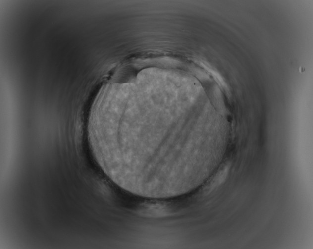 X0000086770113200705111743