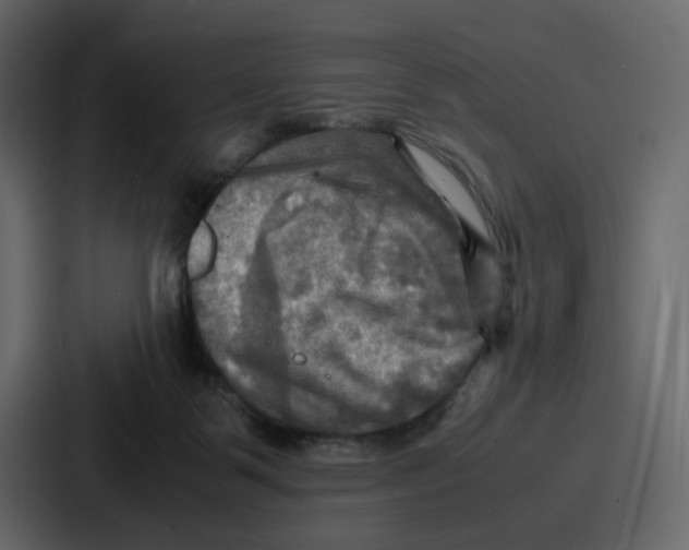 X0000086770123200705111743