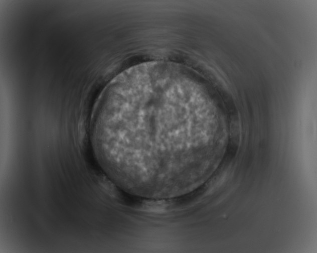 X0000086770131200705111743