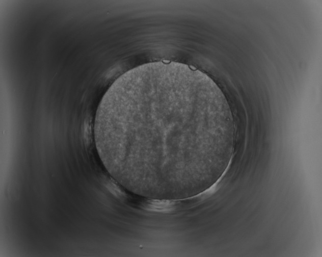 X0000086770144200705111742