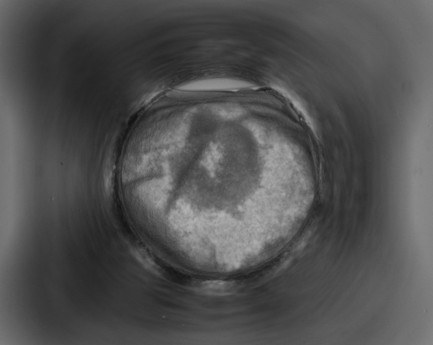 X0000086770153200705111742