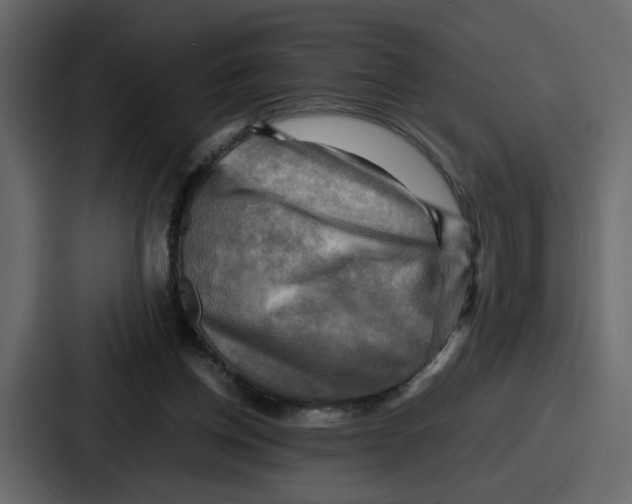 X0000086770158200705111742