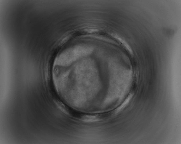 X0000086770170200705111742