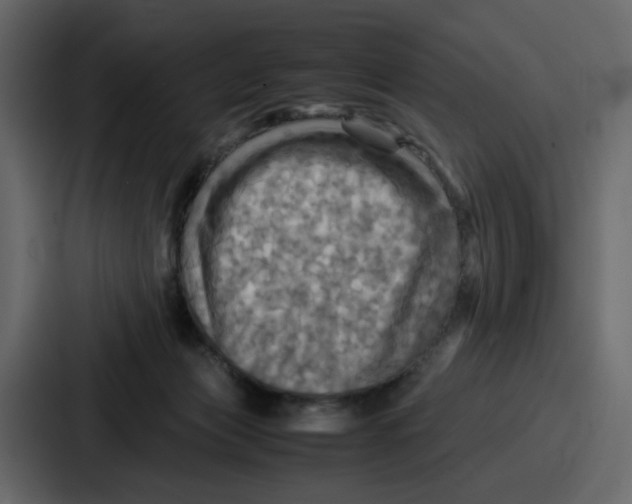 X0000086770173200705111742