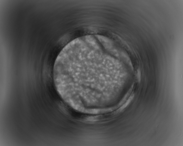 X0000086770178200705111742
