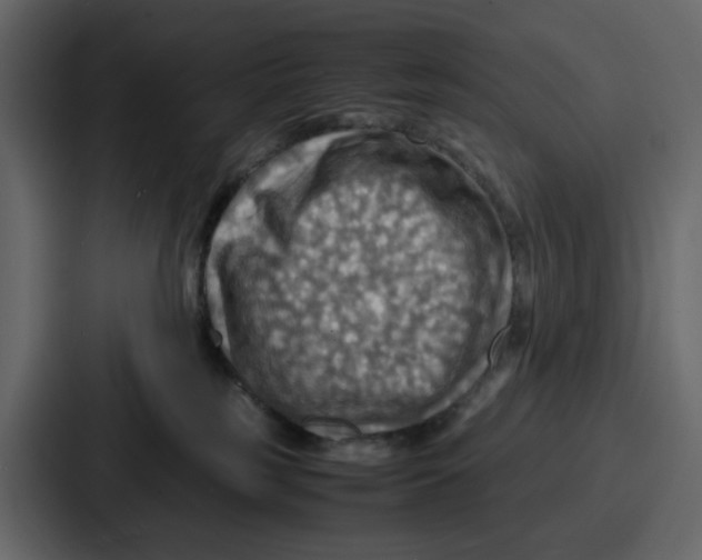 X0000086770185200705111742