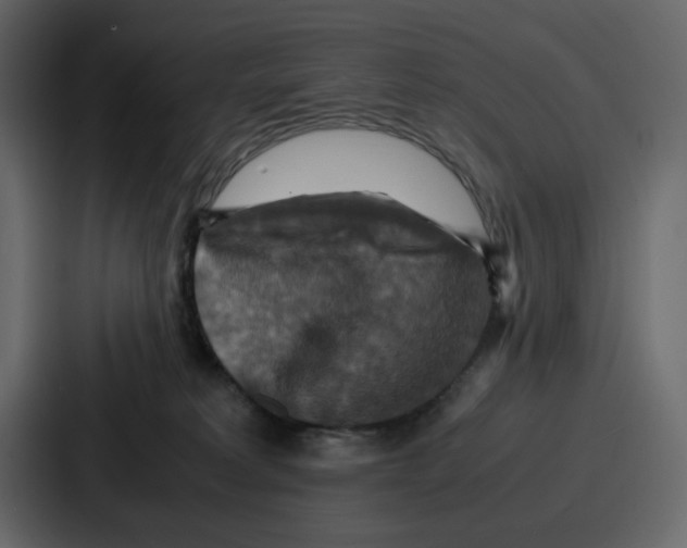X0000086770229200705111741