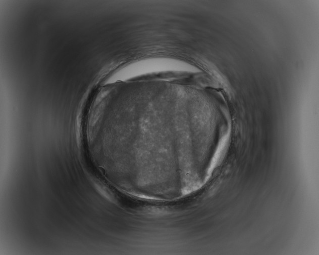 X0000086770250200705111741