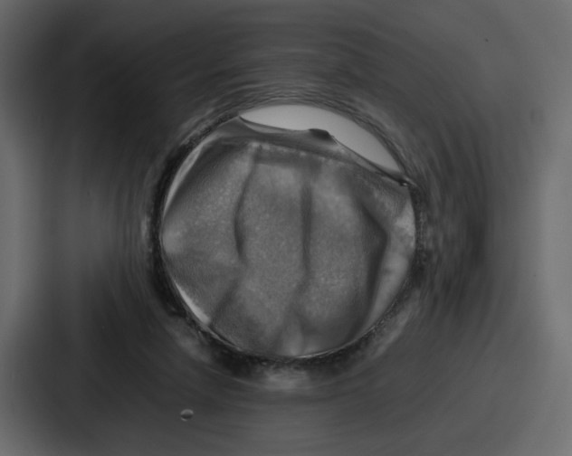 X0000086770258200705111741