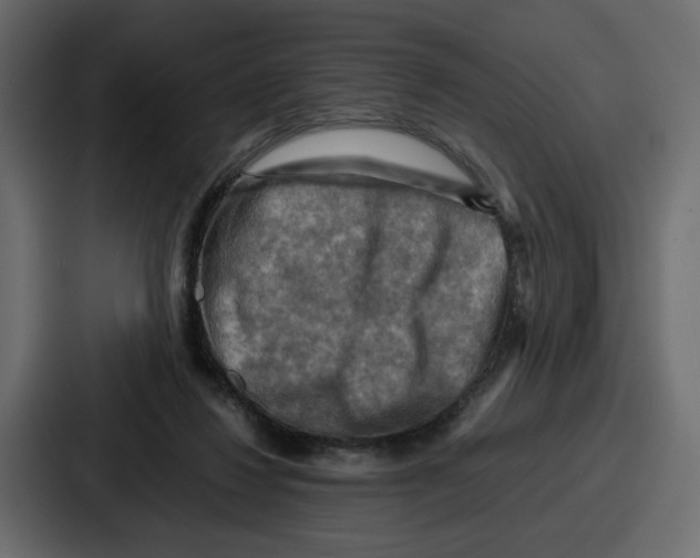 X0000086770260200705111741