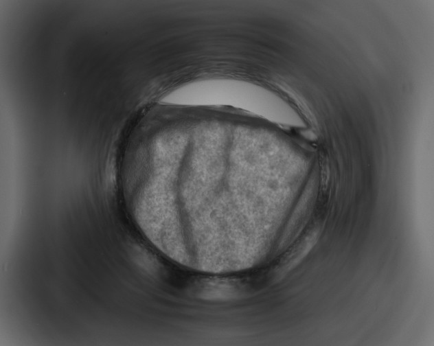 X0000086770261200705111741