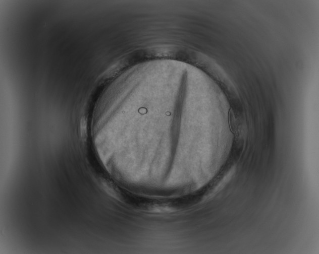 X0000086770262200705111741