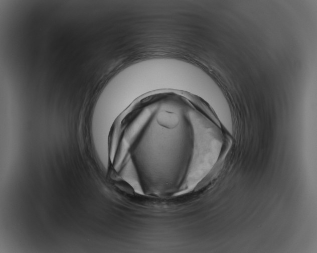 X0000086770264200705111741