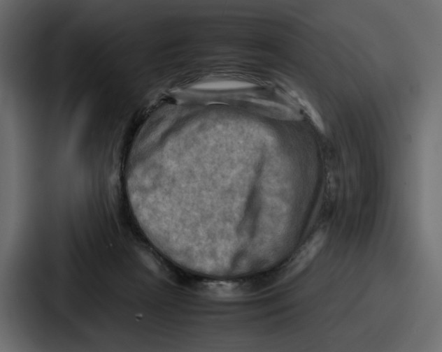 X0000086770265200705111741