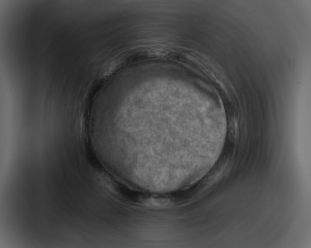 X0000086770270200705111741