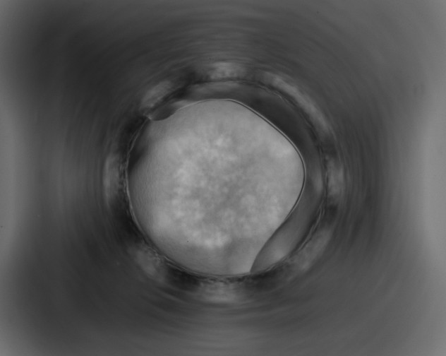 X0000086770276200705111741
