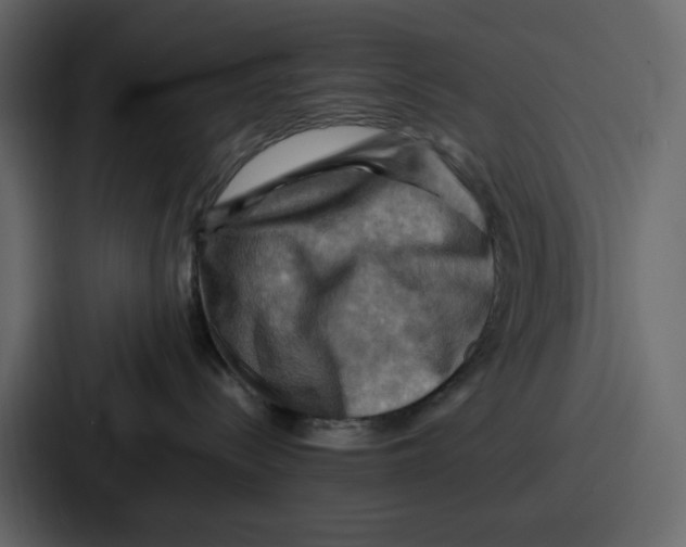 X0000086770288200705111741
