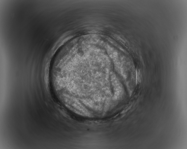 X0000086770291200705111740