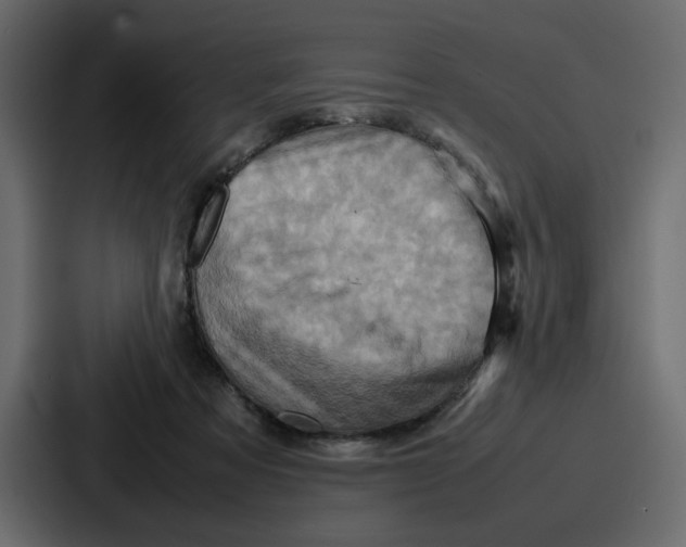 X0000086770313200705111740
