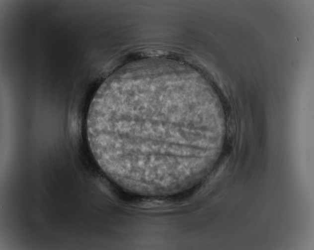 X0000086770315200705111740