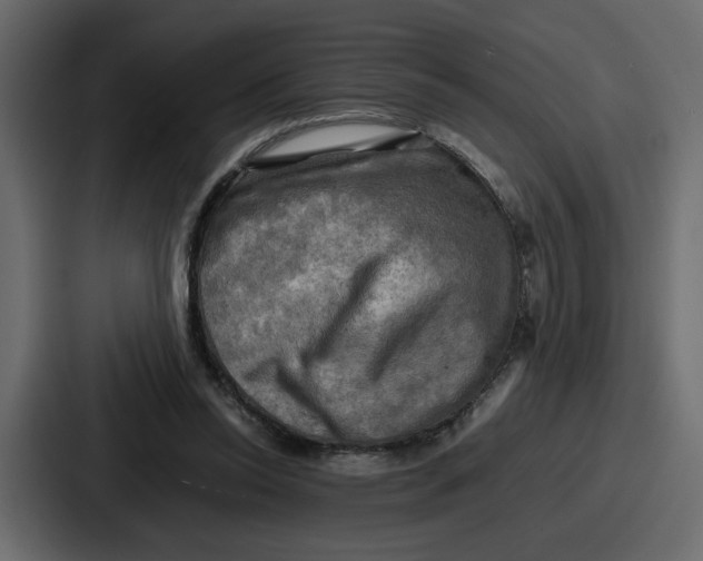 X0000086770350200705111739