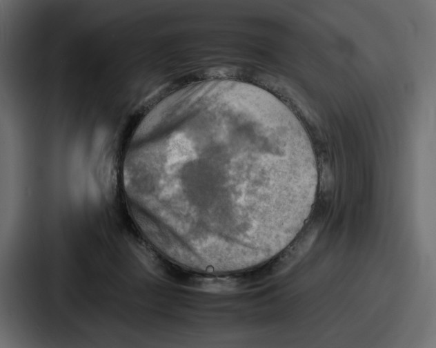 X0000086770363200705111740