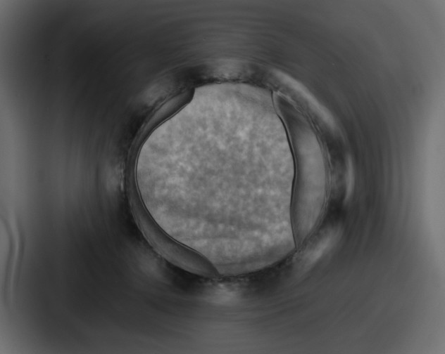 X0000086770368200705111740