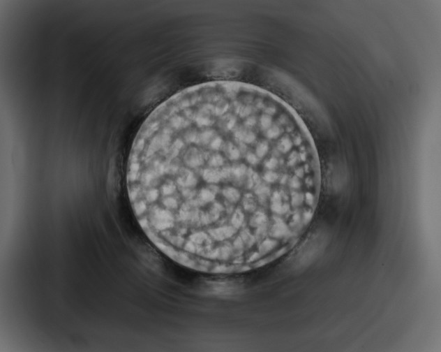 X0000086770370200705111740