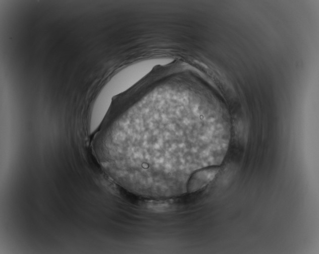 X0000086770373200705111740