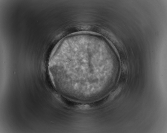 X0000086770374200705111740
