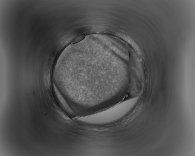 X0000086770393200705111739