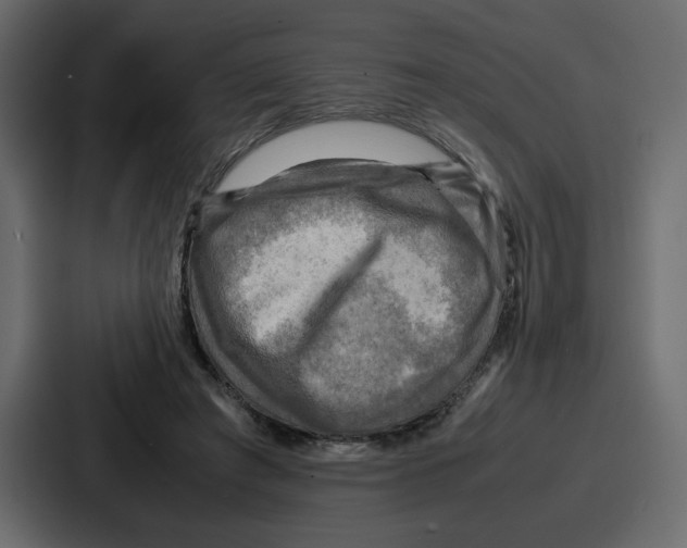 X0000086770401200705111739