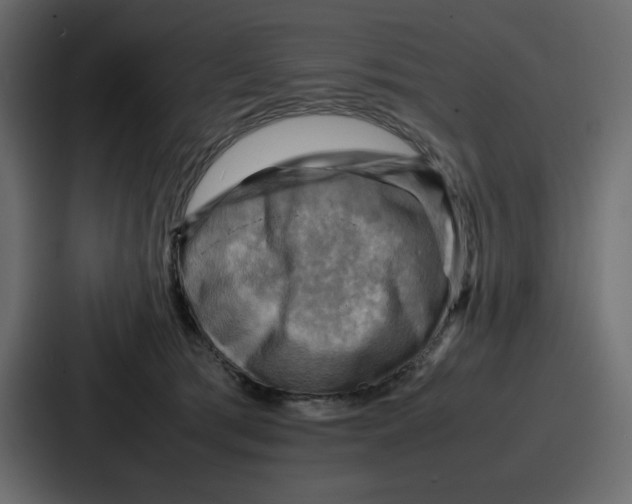 X0000086770417200705111739