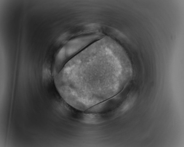 X0000086770432200705111739