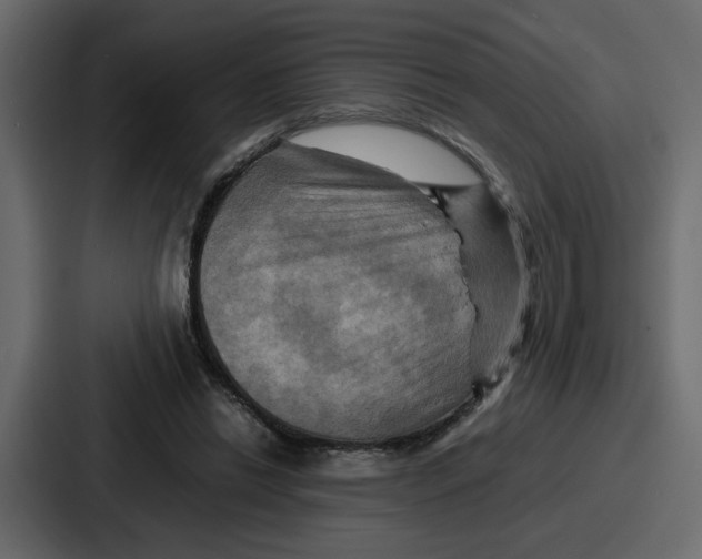 X0000086770446200705111738