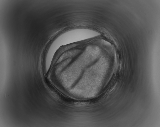 X0000086770448200705111738