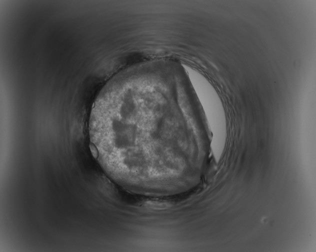 X0000086770515200705111738