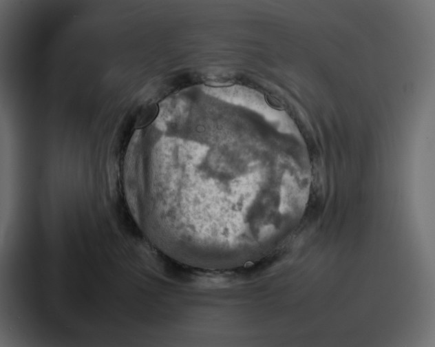 X0000086770523200705111737