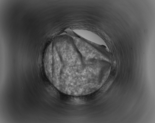 X0000086770565200705111737