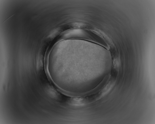 X0000086770570200705111737