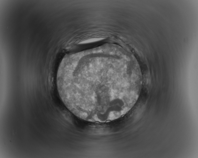 X0000086770615200705111736