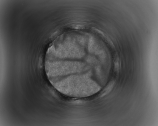X0000086770620200705111736